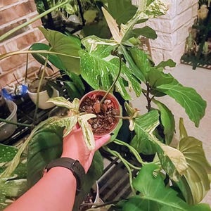 Eeniah added a photo of their purchase