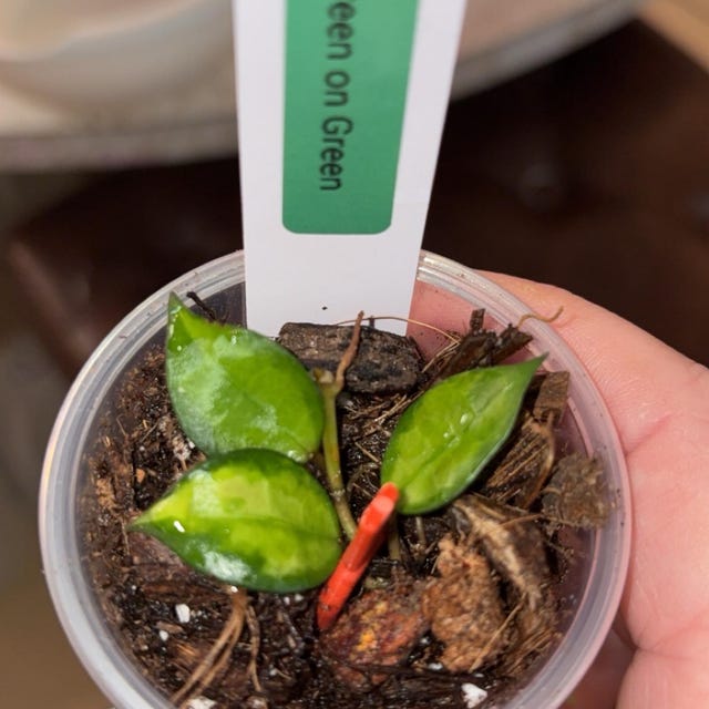 Hoya Kalimantan Mini Coin Splash - NOT Rooted Cutting - Etsy