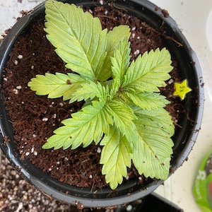 Cannabis Grow Log Weekly/marijuana Grow Journal,monthly and Marijuana ...