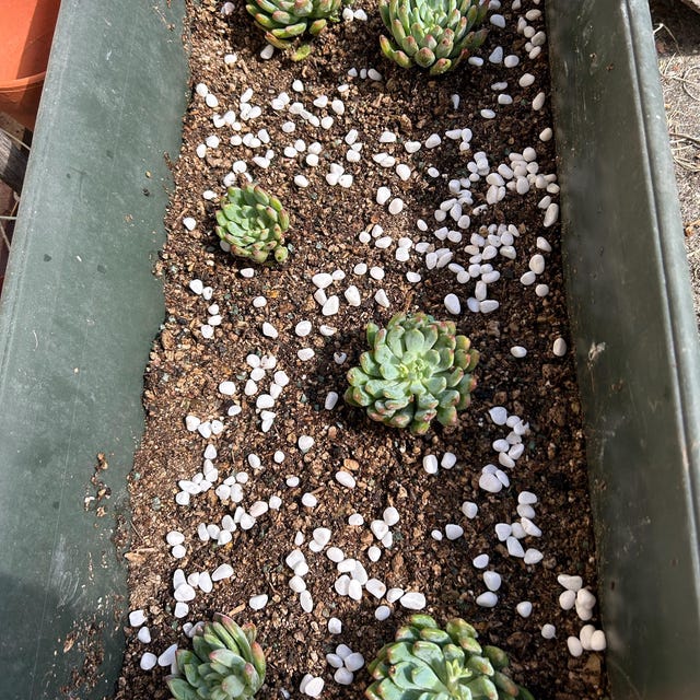 T. Succulent Form × Nizanda ＋ T. Icy Elf T. Succulent Form × Nizanda ＋ T. Icy Elf（Sedeveria 'Blue