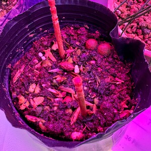 Seeds. Strawberry 'delizz' F1 Hybrid Compact, Hardy, Very