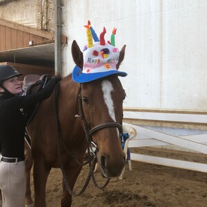 Birthday Hat for Horse or Pony with Candles Soft Equine | Etsy