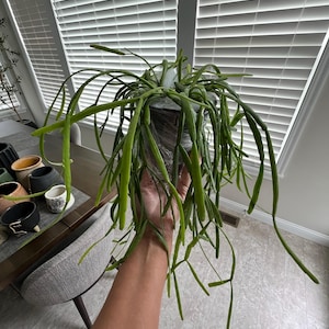 Vanessa added a photo of their purchase