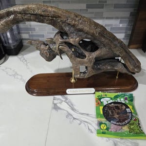 パラサウロロフス・ワルケリの頭蓋骨化石レプリカ：博物館級の品質、硬