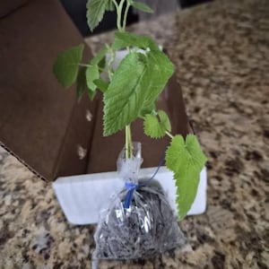 Staci added a photo of their purchase