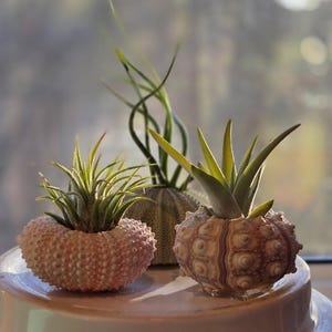 DesignerBee ha añadido una foto de su compra