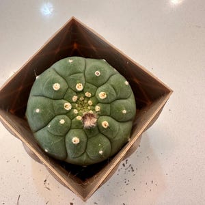 Sadia added a photo of their purchase