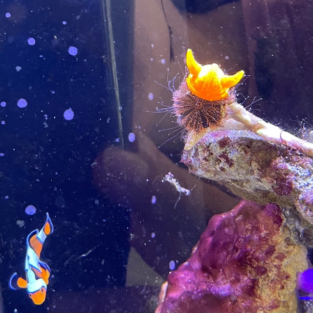 sea urchin hat