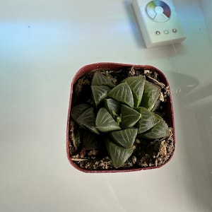 Goldii added a photo of their purchase
