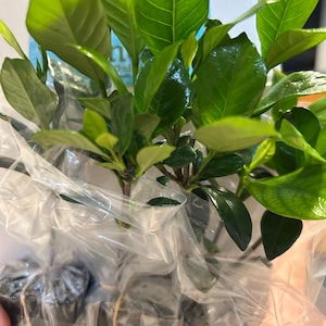 Lynda さんが購入した商品の写真を追加しました