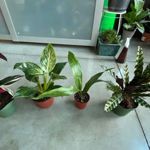 Dana added a photo of their purchase