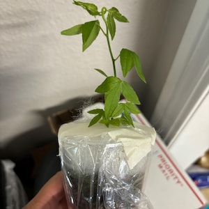 KD added a photo of their purchase