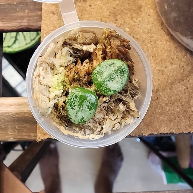 Hoya Serpens Silver|splash UNROOTED - Etsy