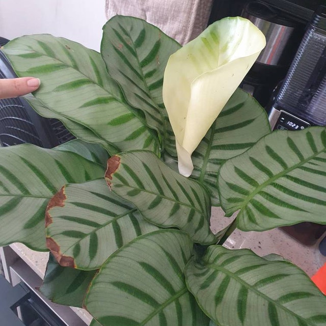 Goepperia Calathea Bella Carlina - SUPER RARE - Limited Numbers Available -  6"pot - Etsy
