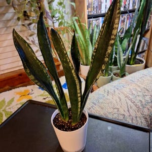 Sherry added a photo of their purchase