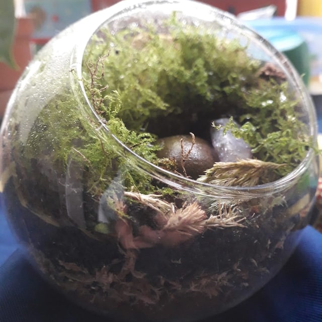 Live Moss Terrarium Kit • Mini Mossarium • DIY Moss Terrarium • Plant Lover  Gift