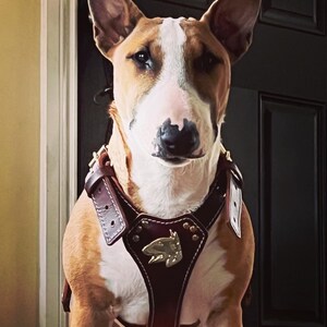 Plain Dark Brown Extra Large Heavy Duty Leather Dog Harness - Non-Pull & Adjustable