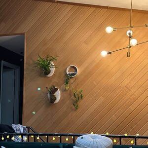 Three Large Wall Mounted Staghorn Ferns on a Custom Stained Etsy