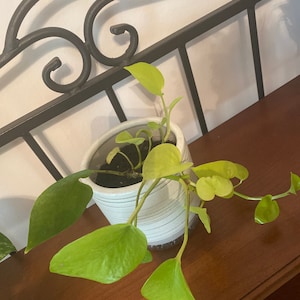 Karlenthia added a photo of their purchase