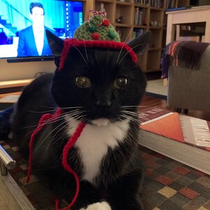 Shelby added a photo of their purchase