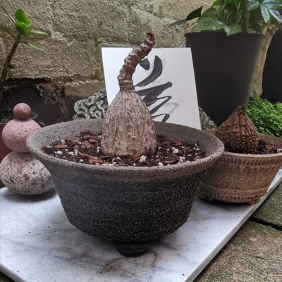 Roundsky Macetas Bonsái 6 Piezas - Macetas Cuadradas Con Bandeja Profunda, Ideales Para Plantas Y Hierbas