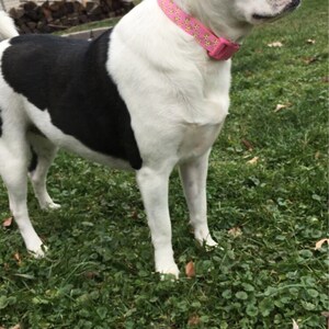 The Poppies Collars | Etsy