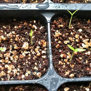 Yellow Ghost Pepper Bhut Jolokia Heirloom Pepper Premium Seed - Etsy