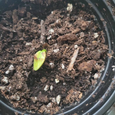 Flower of Hawaii 15 Seeds - Etsy
