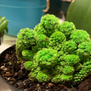 Bright Green Desert Gems Cacti Rare Succulent Live Cactus ...
