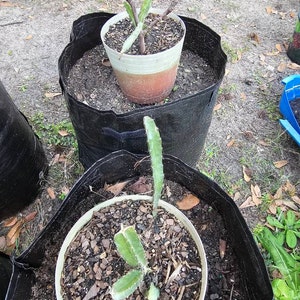 Diane ha añadido una foto de su compra