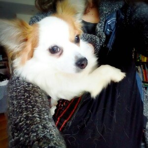 kangapooch dog carrier