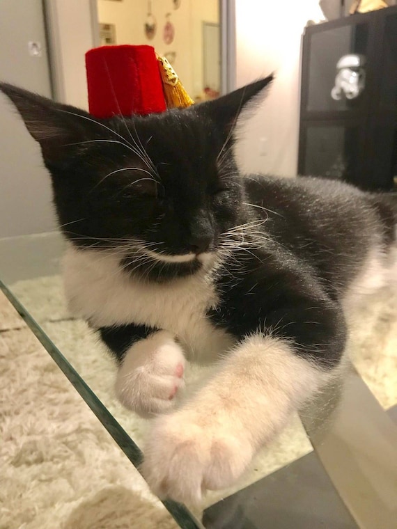 Customer photo of a pet with the Fez Hat mini small pet Cat Dog Hedgehog Vogue