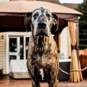 Great Dane, Brindle, Natural Ear, AKC Working, Pet Portrait Dog