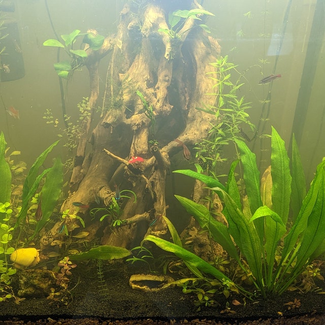Algae Goldfish And Sand Black Aquarium Sand For Sale 45lb Black