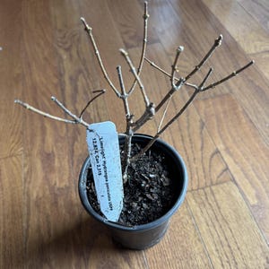 Khursheed heeft een foto van zijn/haar aankoop toegevoegd