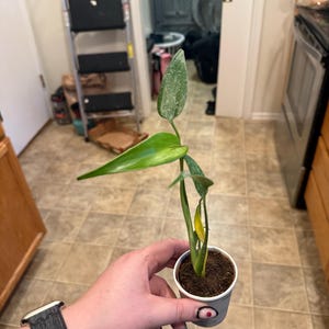 Erin added a photo of their purchase