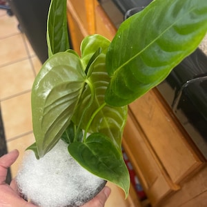 Joni added a photo of their purchase