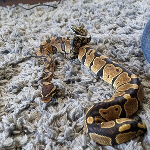 Adjustable Snake Bracelet - Etsy