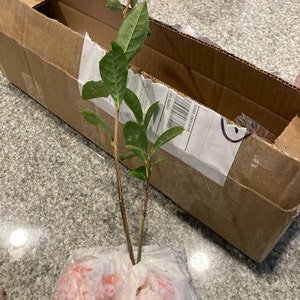 sterling added a photo of their purchase