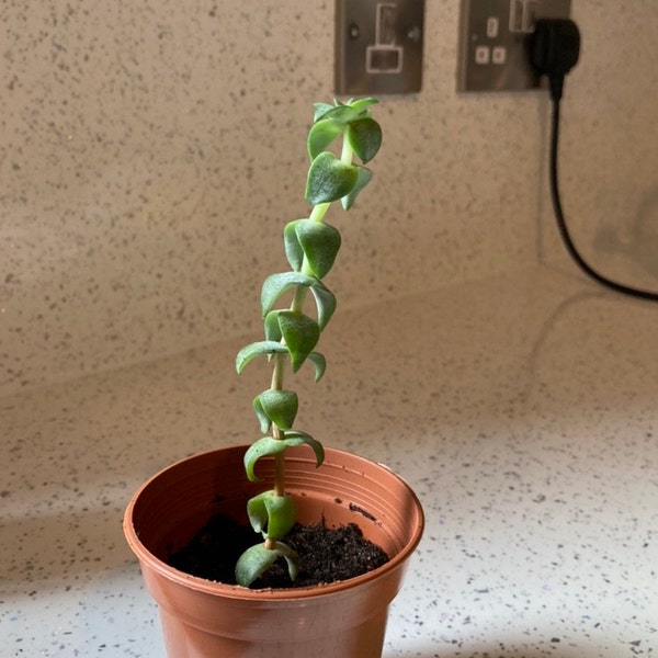 icao-spelling-alphabet-digital-a3-print-nato-phonetic-alphabet-aviation