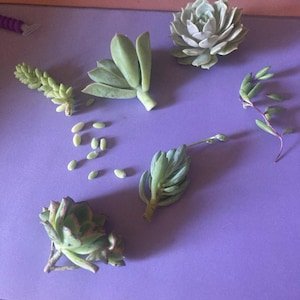 kaylie added a photo of their purchase