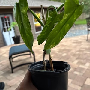 PHILODENDRON SPLASH GORDON +free Heat! Rare Variegated Bipennifolium Cream  Variegata *see Item Details* - Etsy