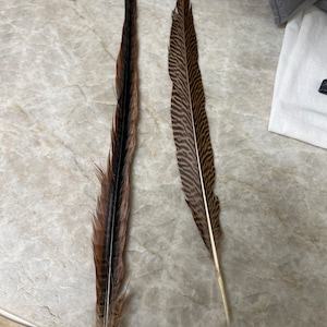 2 Large OSTRICH Feather Fans in WHITE 50 X 30 for Burlesque Fan Dance