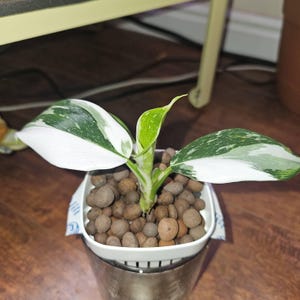 Deborah added a photo of their purchase