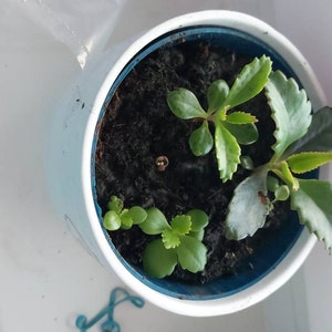 Luzie added a photo of their purchase