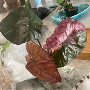 Rebecca added a photo of their purchase