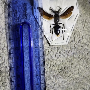 The King of Wasps (megalara Garuda) Real Specimen. Hornet. Bee