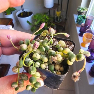 Heidi added a photo of their purchase