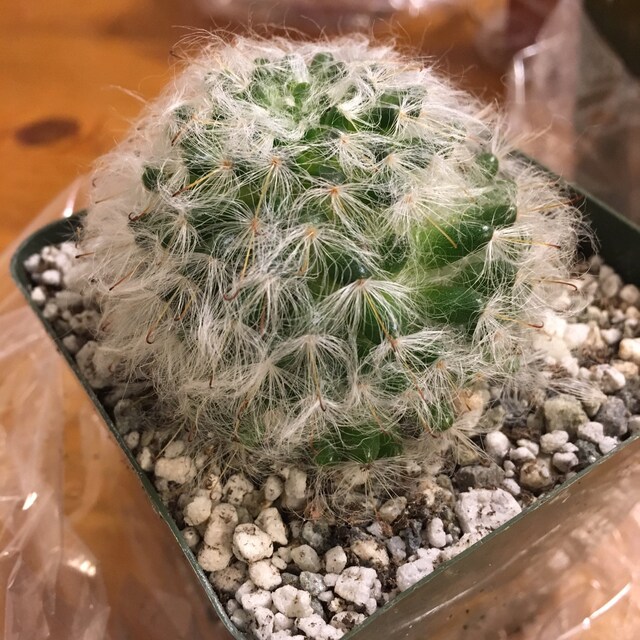 Mammillaria Glassii Cactus Plant - Etsy