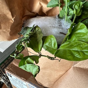 Tambo added a photo of their purchase